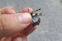 Oedipoda caerulescens