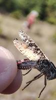 Calliptamus italicus