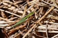Omocestus rufipes