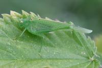 Phaneroptera nana