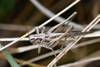 Tessellana tessellata