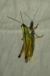 Mecostethus parapleurus