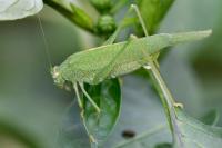 Phaneroptera nana