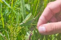 Tettigonia cantans