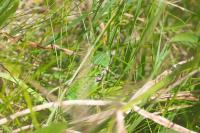 Decticus verrucivorus