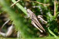 Tettigoniinae