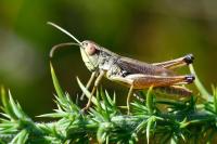 Pseudochorthippus parallelus