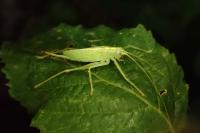 Meconema thalassinum