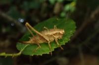 Pholidoptera griseoaptera
