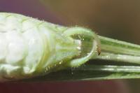 Phaneroptera nana