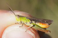Chorthippus dorsatus