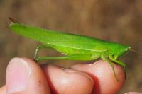 Ruspolia nitidula