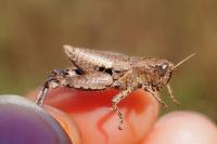 Pezotettix giornae