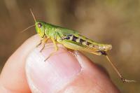 Pseudochorthippus parallelus