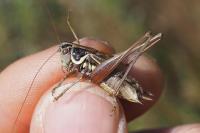 Roeseliana roeselii