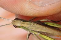 Chorthippus dorsatus