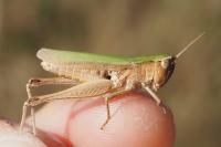 Chorthippus dorsatus