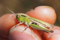 Chorthippus dorsatus