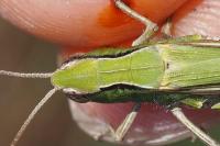 Chorthippus dorsatus