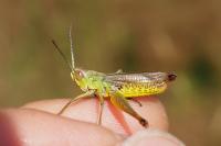 Pseudochorthippus parallelus