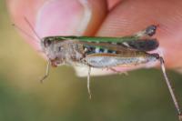 Omocestus rufipes