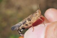 Aiolopus strepens
