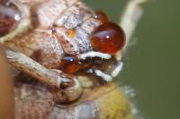 Omocestus rufipes