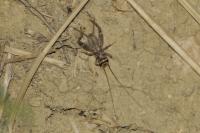 Acheta domesticus