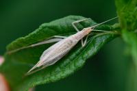 Oecanthus pellucens