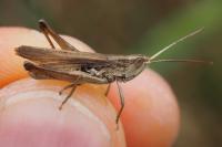 Chorthippus albomarginatus