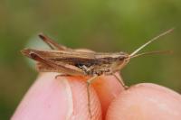 Chorthippus albomarginatus