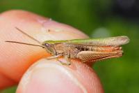 Chorthippus dorsatus