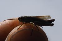 Pseudochorthippus parallelus