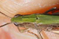 Chorthippus dorsatus
