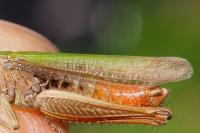 Chorthippus dorsatus