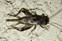 Eumodicogryllus bordigalensis
