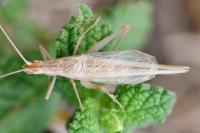 Oecanthinae