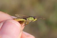 Pseudochorthippus parallelus