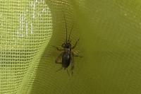 Nemobius sylvestris