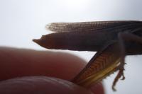 Euchorthippus declivus