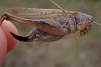 Platycleis albopunctata