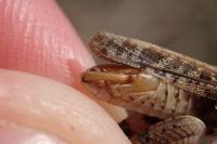 Calliptamus barbarus