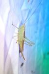 Conocephalus fuscus