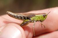 Pseudochorthippus parallelus
