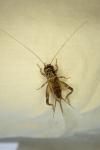 Eumodicogryllus bordigalensis