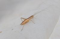 Oecanthus pellucens