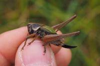 Zeuneriana abbreviata