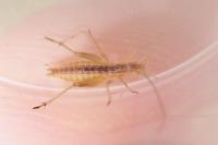 Oecanthus pellucens