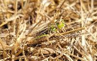 Stenobothrus stigmaticus
