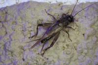 Eumodicogryllus bordigalensis